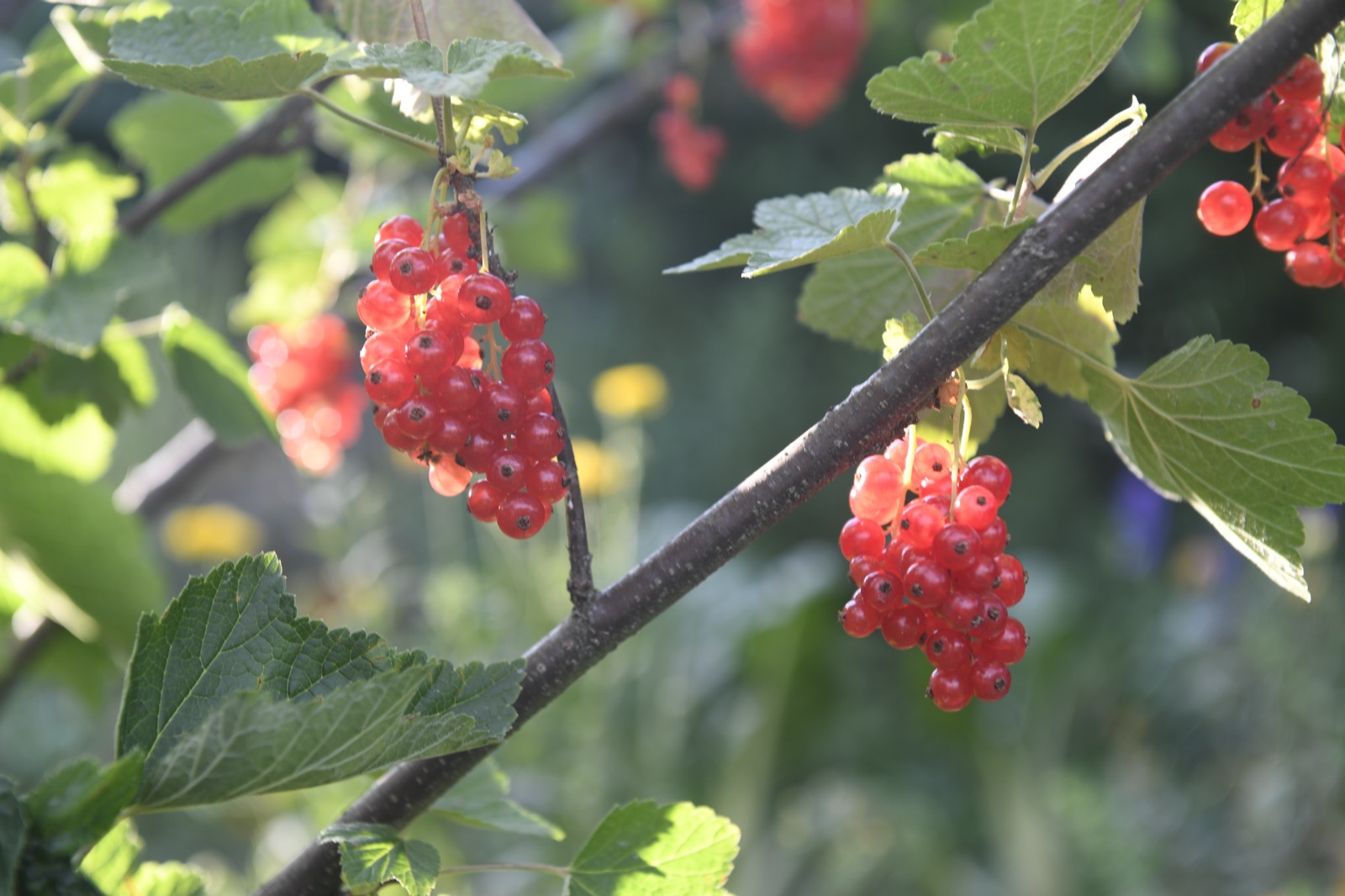 Or/g/n seasonal craft